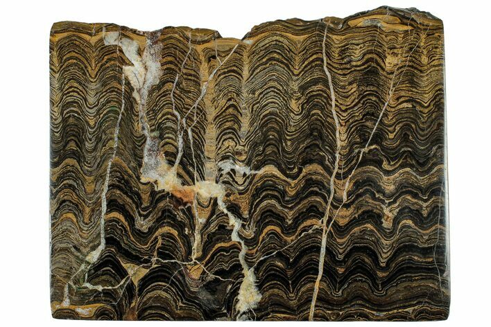 Polished Stromatolite (Greysonia) Slab - Bolivia #314665